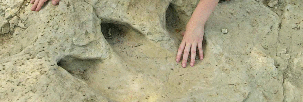 Theropod tracks in the Paluxy River — Dinosaur Valley State Park